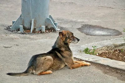 Египетский сфинкс собака - 77 фото
