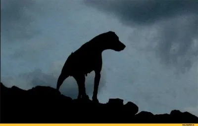 Собака знаменитого детектива Шерлока Холмса (Бассет-хаунд) в Чите