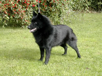 Шипперке (Schipperke) - это очень активная, преданная и игривая порода собак.  Отзывы, фото и описание породы.