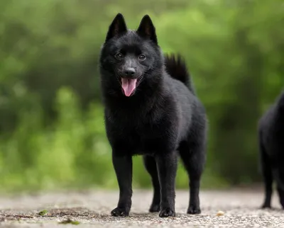 Шипперке собака: фото, характер, описание породы