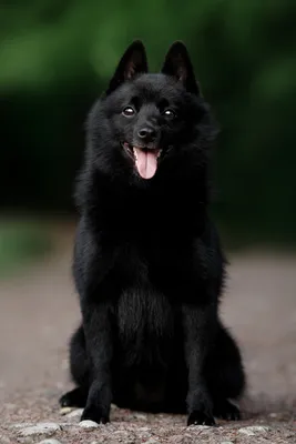 Собака Шипперке - описание породы, фото, характер и цена щенков шипперке |  Pet-Yes