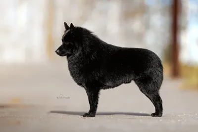 шипперке-собака в помещении Стоковое Фото - изображение насчитывающей  никто, собачий: 260994800