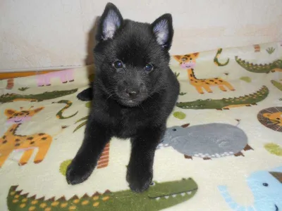 Собака Шипперке на изолированной черной предпосылке Стоковое Изображение -  изображение насчитывающей немного, ангстрома: 132238559
