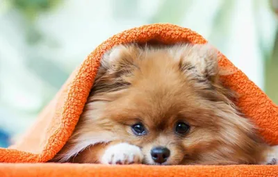 Моя любимая собака померанский шпиц …» — создано в Шедевруме