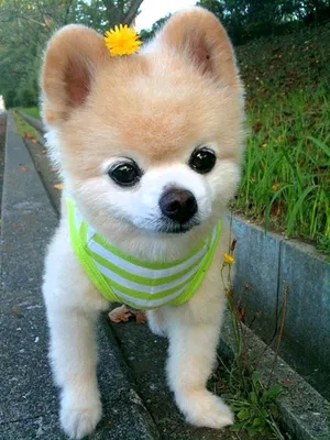 Шпиц по имени Шунсуке – одна из самых популярных собак в Японии, ее хозяйка  любит фотографировать в различной одежде, … | Симпатичный щенок, Щенки,  Смешные животные