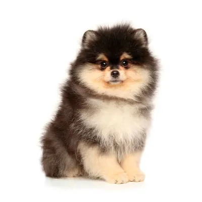Шунсуке - самый милый щенок Японии(31фото) » uCrazy.ru - Источник Хорошего  Настроения
