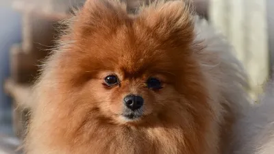 В США умерла \"самая милая собака в мире\" - Российская газета