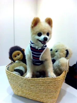 Игрушечная собака Шунсуке:)