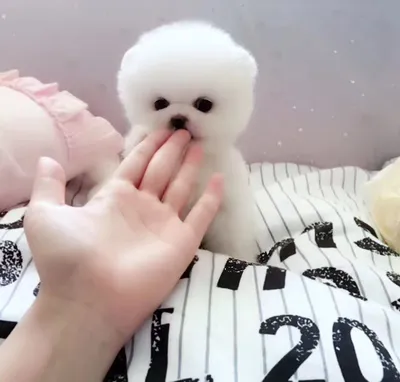 Шунсуке – самый очаровательный пес Японии | Funny animals, Cute puppies,  Cute dogs