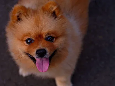 Маленькая японская собака (42 лучших фото)