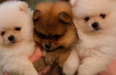 Шунсуке - самая знаменитая и очаровательная порода собак в Японии - YouTube