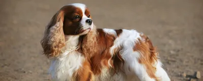 Собака,кокер спаниель, реалистичная, …» — создано в Шедевруме