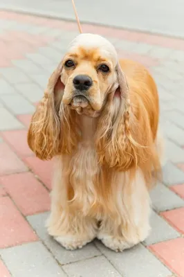 Скульптура «Собака Кокер Спаниель», садовая декоративная фигура из бетона -  купить в интернет-магазине | Краснодар