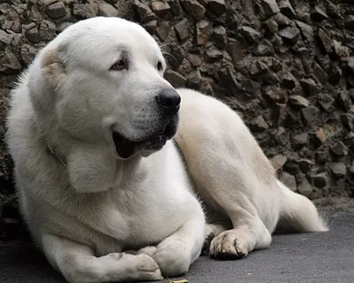 Среднеазиатская овчарка Алабай: 600 € - Собаки Одесса на Olx