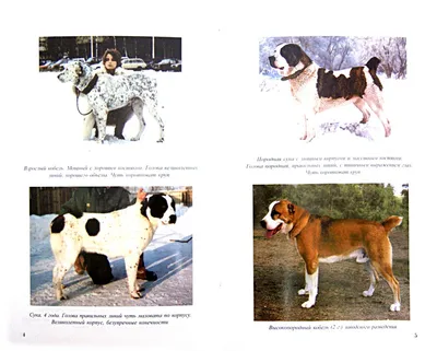 Порода собак алабай (42 фото) - 42 фото
