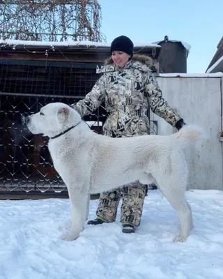 большая собака. мех пушистый в сараях, а среднеазиатская овчарка белая.  Алабаи или кагал Стоковое Фото - изображение насчитывающей собака, гончая:  244083010