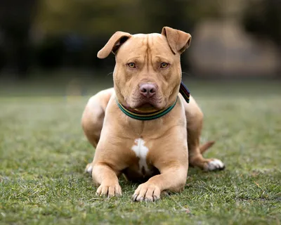 Американский стаффордширский терьер порода собак - товары амстаффа |  VetaStar