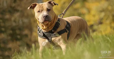 Американский стаффордширский терьер - «Стафф- это собака для умных,  ответственных, активных и любящих людей!» | отзывы