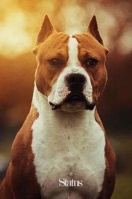Американский стаффордширский терьер - описание породы собак: характер,  особенности поведения, размер, отзывы и фото - Питомцы Mail.ru