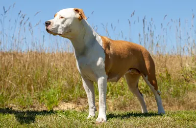 Красивая коричневая собака Stafford Стоковое Фото - изображение  насчитывающей смотреть, рот: 75766700
