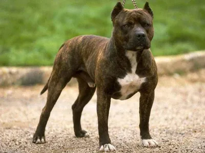 Собака в Киеве загрызла маленького пса | Стайлер