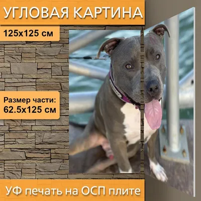 Найдена собака Стаффорд на ул. Шевченко, Оренбург | Pet911.ru