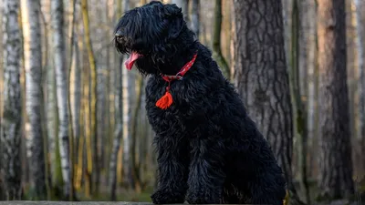 Собака Сталина под ветром северным. — ГАЗ Соболь 4х4, 2,8 л, 2016 года |  наблюдение | DRIVE2
