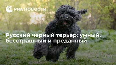 Собака Сталина\" признана лучшим псом мира - Российская газета