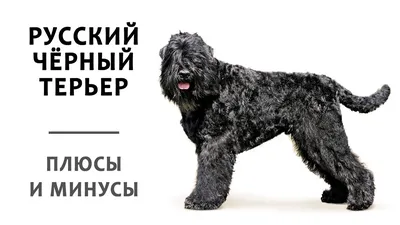 Черный русский терьер (ЯРКИЙ или собака Сталина) Стоковое Фото -  изображение насчитывающей полиции, смешно: 39546918