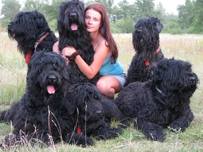 Черные русские терьеры (ЯРКИЕ или собака Сталина) Стоковое Изображение -  изображение насчитывающей фиксировать, пары: 39546915