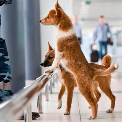 Wolfriend - В России официально появилась новая порода собак — Шалайка,  Шакалайка или Собака Сулимова. В кинологической ассоциации России  официально зарегистрировали новую породу собак, названную шалайкой. Это  гибрид шакала и ненецкой лайки.