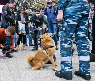 Пропала собака Кабель, ул. Сулимова, 53, Челябинск | Pet911.ru