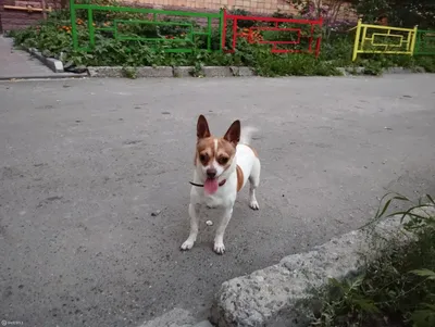Пропала собака на улице Сулимова, 50, Екатеринбург | Pet911.ru