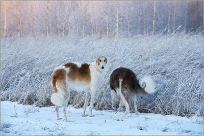 Найдена собака Бегал, ул. Сулимова, 65, Екатеринбург | Pet911.ru