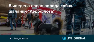 ЧТО ДЕЛАТЬ,ЕСЛИ СОБАКА ПЛОХО ОБУЧАЕТСЯ | Шалайка.Собака Сулимова.Шакало  псовая собака.СПРАВОЧНИК | Дзен