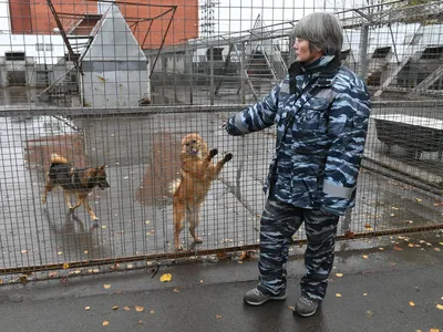 В аэропорту Шереметьево для поиска взрывчатки используются собаки
