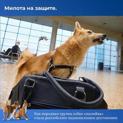 Собака найдена в парке Чкалова, пр. Ленина, 35, Екатеринбург | Pet911.ru