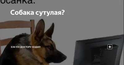 Откуда пошло оскорбление «собака сутулая» и в чем его смысл?» — Яндекс Кью