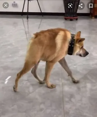 Собака сутулая | Пикабу