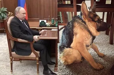 Собака сутулая\": сеть взорвалась мемами после встречи Путина с Шойгу - 24  Канал