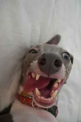 Картинка сутулая собака - 82 фото