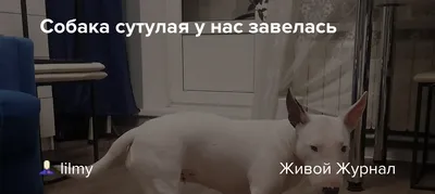 Открытка подарочная - Собака сутулая купить по цене 59 ₽ в  интернет-магазине KazanExpress
