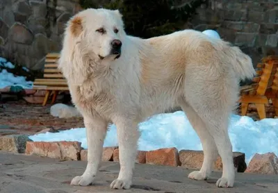 Национальную породу собак тобет возрождают в Казахстане