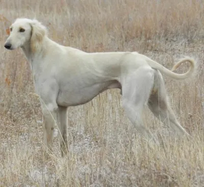 Kazakh Dogs-Tobet - Происхождение и название породы.... Как говорит Данияр,  первое название по всей Азии - было - \"Казах Ит\", что означает \"казахская  собака\". Потом, по словам Данияра - Гордый Туркменский народ