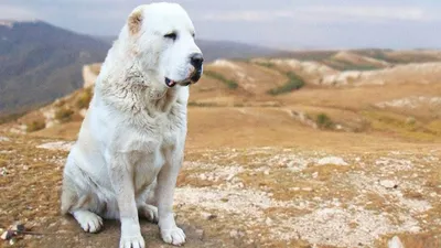 Чистокровных тобет не осталось\": как спасают казахскую породу собак от  исчезновения | informburo.kz