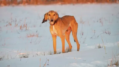 О возрождении популяций казахских пород собак тазы и тобет
