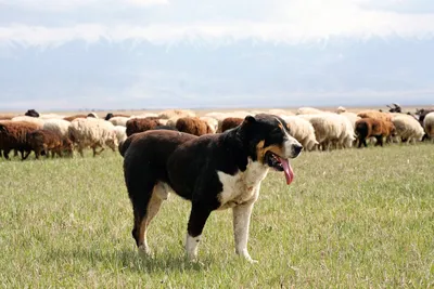 Национальную породу собак тобет возрождают в Казахстане - YouTube