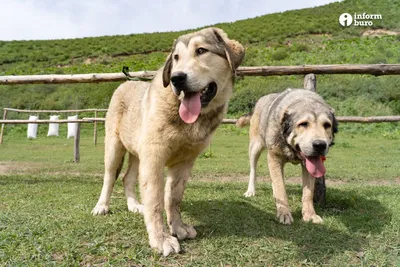 Зачем Погранслужбе КНБ нужны казахские породы собак?