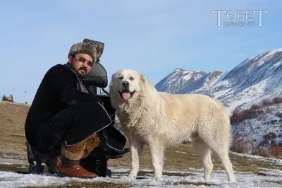 Тазы и тобет: казахские породы под угрозой исчезновения