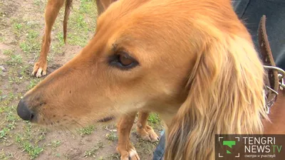 В Казахстане утвердят стандарты собак пород тазы и тобет — Петропавловск  news